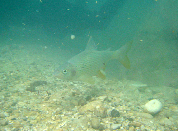 Immersione in fiume sloveno: trota marmorata ed altro...